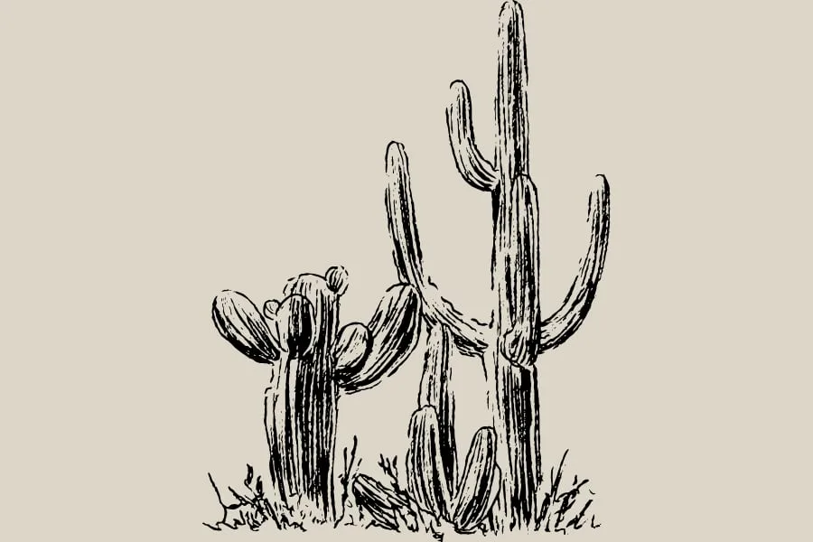 A stand of saguaro cacti, drawn in ink